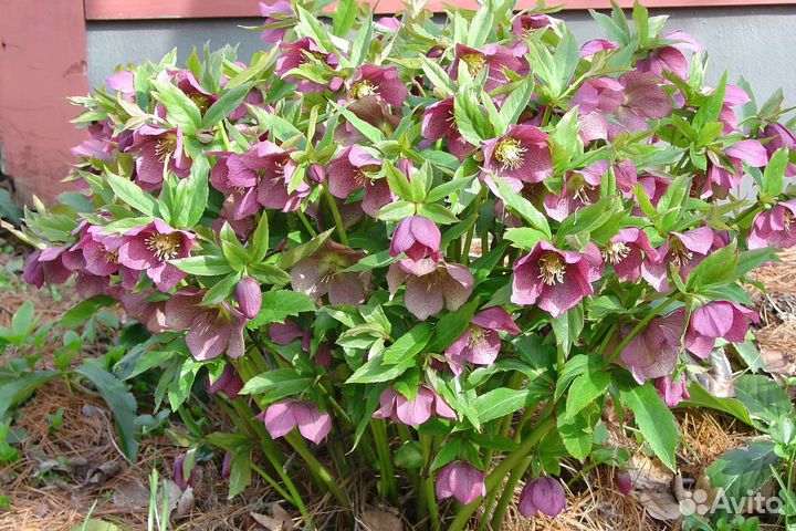 Морозник саженцы