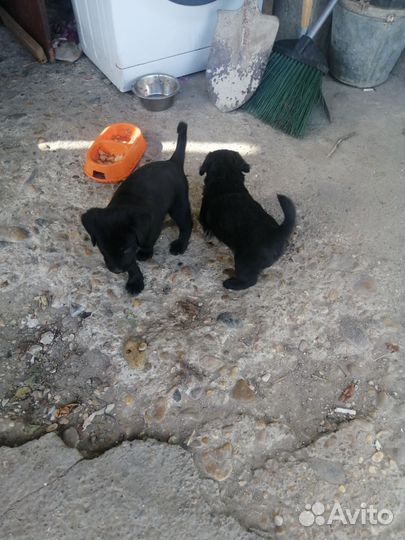 Домашние животные собаки щенки