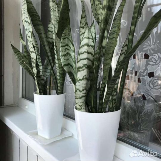 Сансевиерия