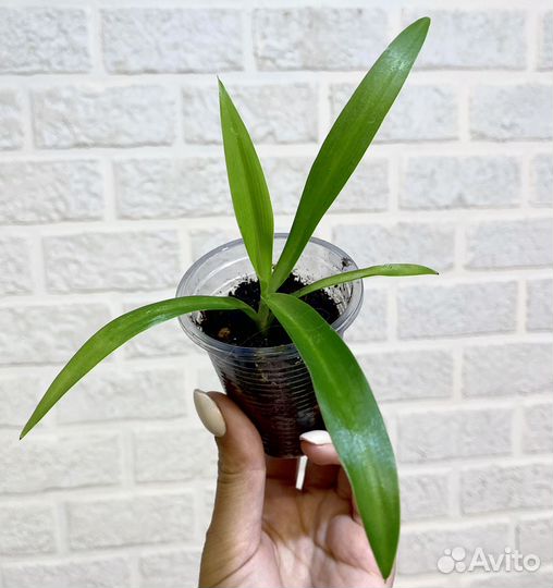 Хлорофитумы много сортов