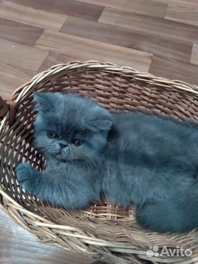 Котята персы