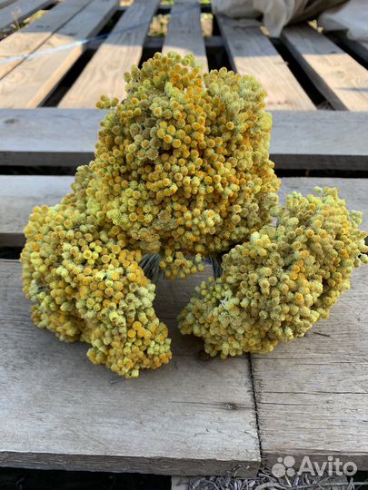 Бессмертник