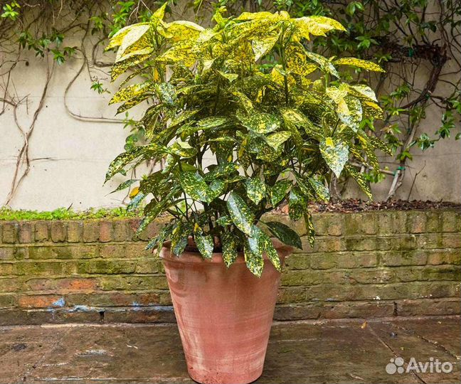 Цветы пальма аукуба золотое дерево денежное