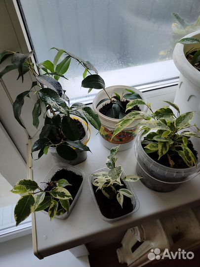 Фикус бенджамина