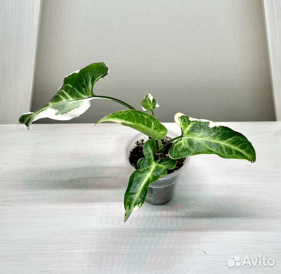 Сингониум Т-25