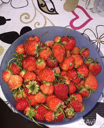 Клубника ремонтантная безусая