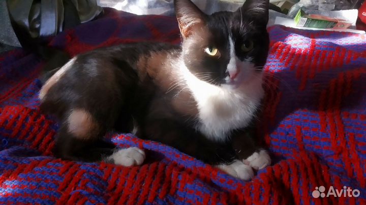 Кошка в дар