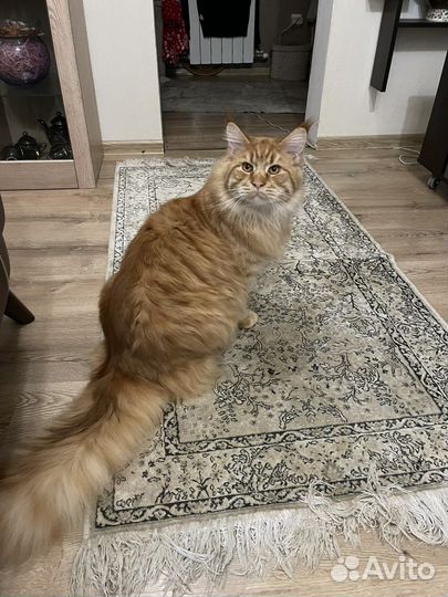 Мейн-кун вязка