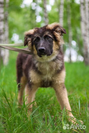 Щенку очень нужен дом