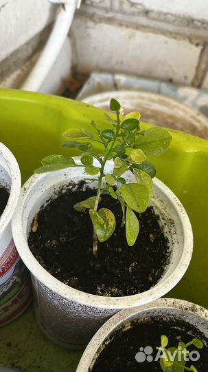 Диффенбахия