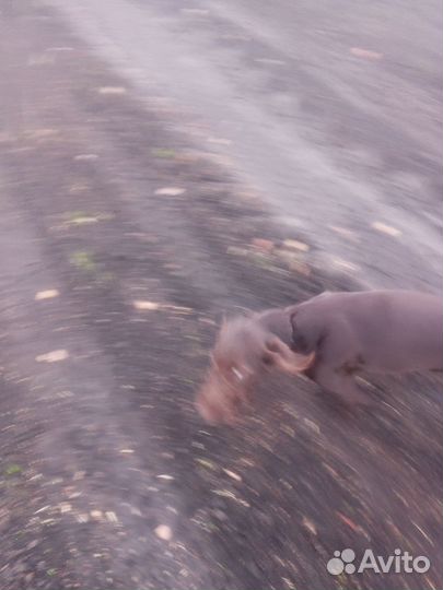 Собака дратхаар