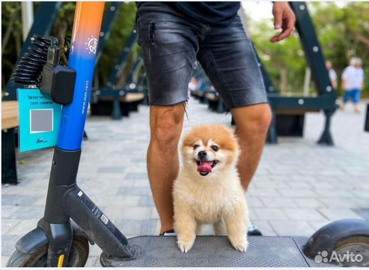 Электросамокаты Ninebot для кикшеринга