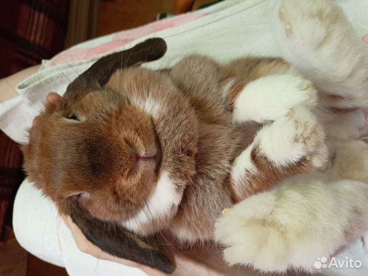 Кролик баран самка