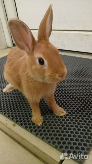 Декоративные кролики. Зоомагазин