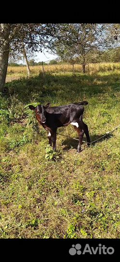 Продаётся тёлочка