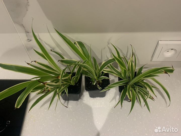 Хлорофитум