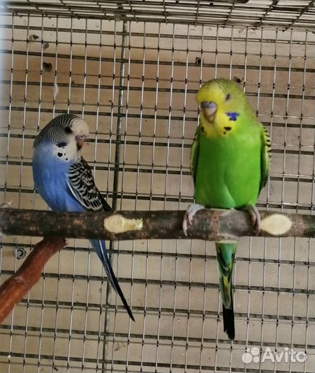 Волнистый попугай