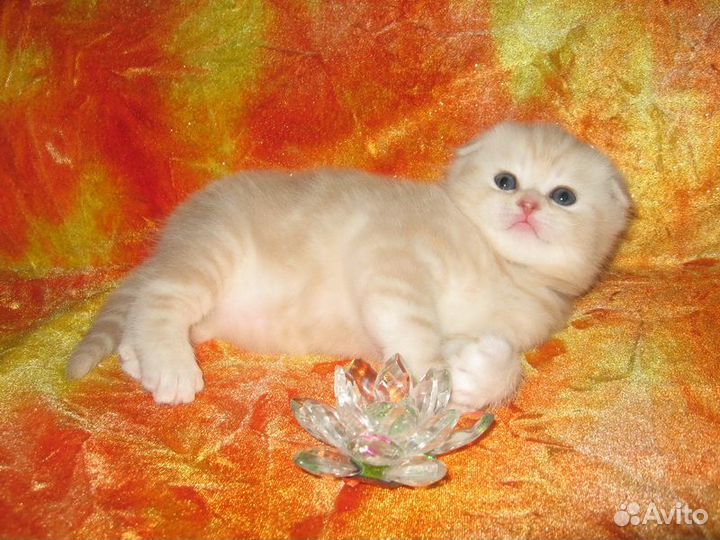Шотландские котята элитные