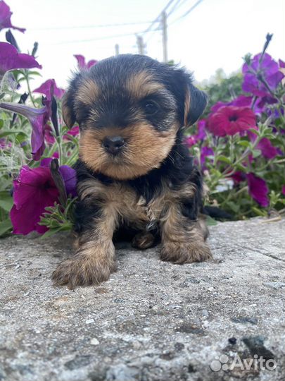 Йоркширский терьер