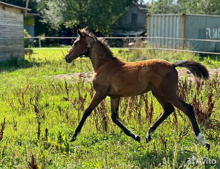 Продается красивый жеребенок кобыла