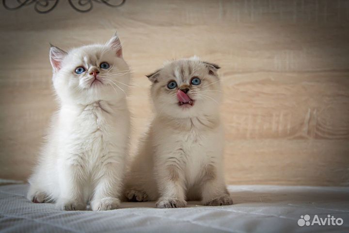 Шотландские колорные котята