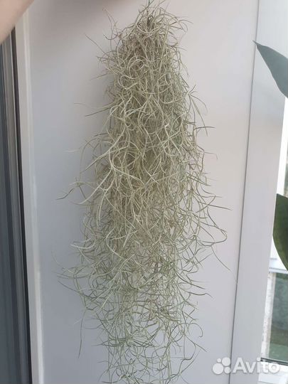 Тилландсия разные сорта