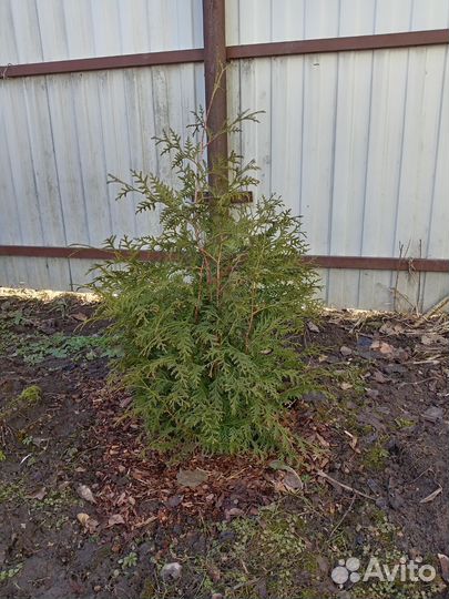 Туи брабант