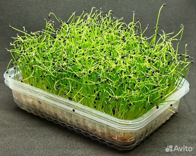 Микрозелень GreenCheb