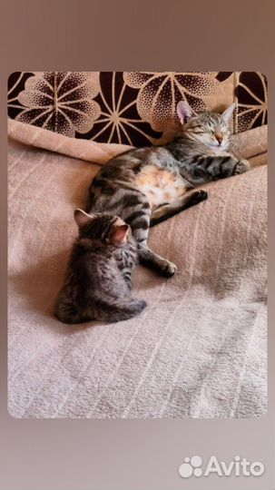 Котенок мальчик