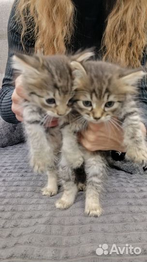 Красивые котята