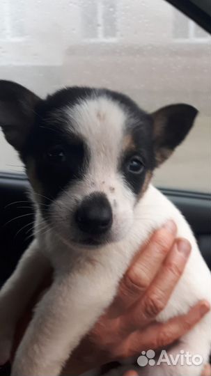 Щеночек милый