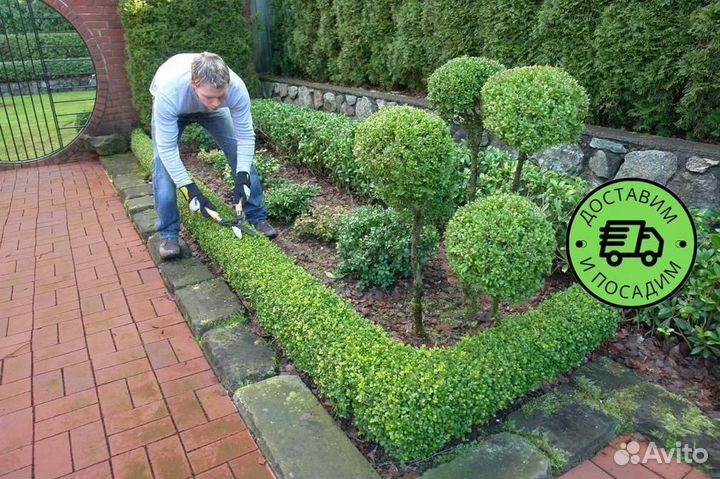 Самшит куст