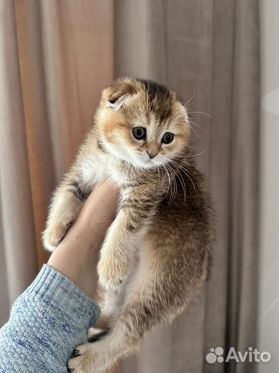 Шотландские котята