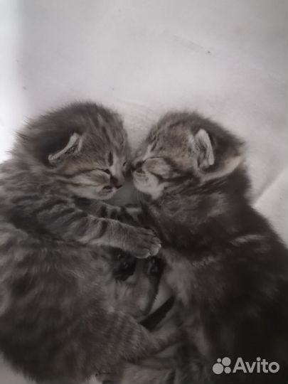 Британская кошка в дар