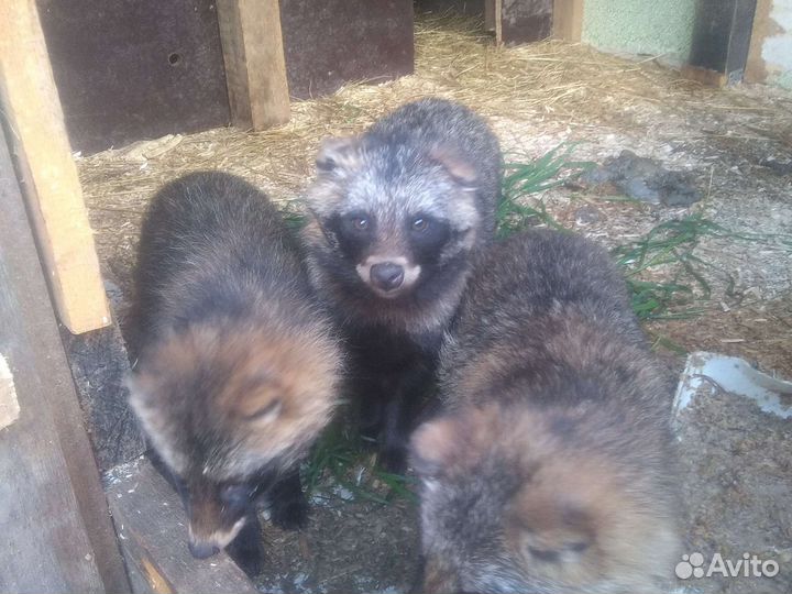 Енотовидная собака