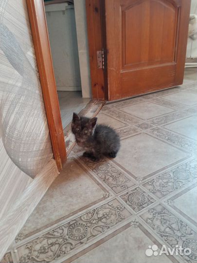 Отдам котёнка в добрые руки