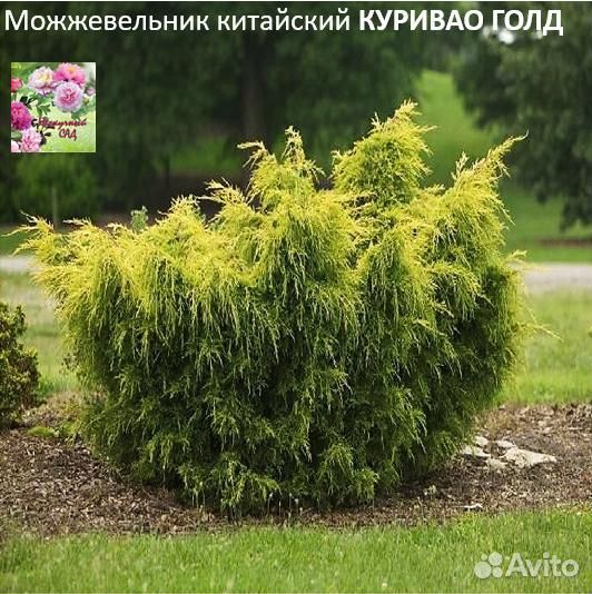 Хвойные растения в ассортименте