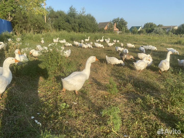 Гуси линда