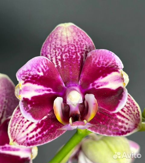 Орхидея фаленопсис бантик Дрим даймонд