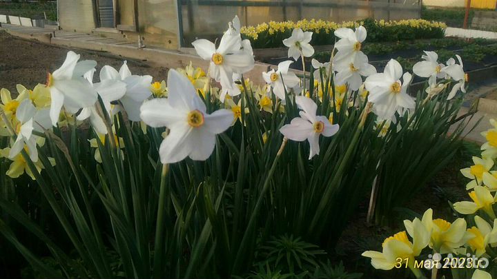 Луковицы нарциссов