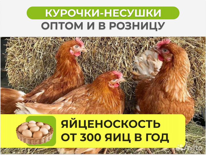 Куры несушки с доставкой