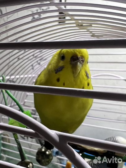 Попугай парой