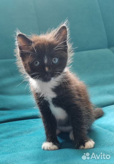 Отдам кота в добрые руки