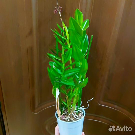 Epidendrum Nordic Fire редкая ароматная Отцвела