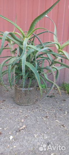 Цветок алоэ