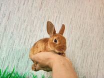 Кролик карликовый рекс - мини