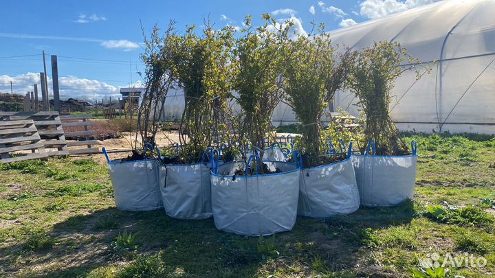 Голубика кусты 5 лет