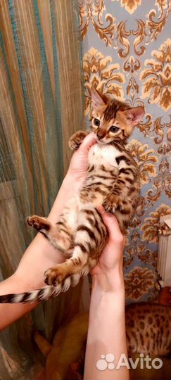 Бенгальские котята