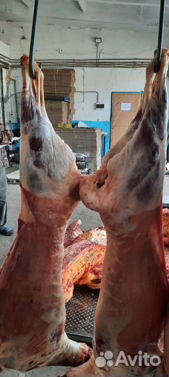 Мясо баранина молодое ярки,ливера бараньи