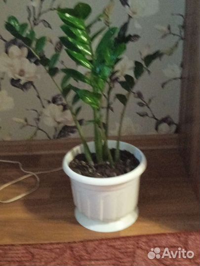 Замиокулькас